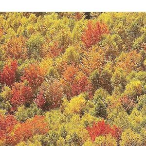 Meet your Posher, Candy